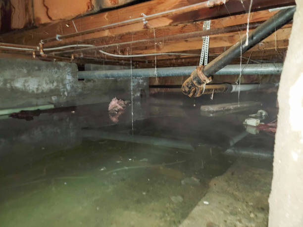 Best Water damage repair service  in Herrin, IL